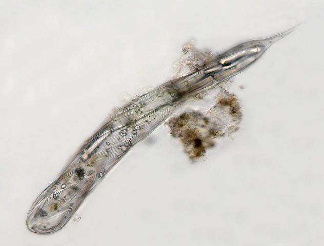 Freshwater and other from Germany Euglenoida